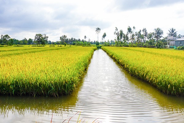 Bán buôn, bán sỉ Gạo các loại