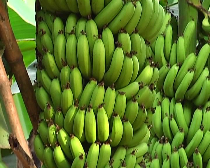 Bán buôn, bán sỉ Chuối Tiêu các loại