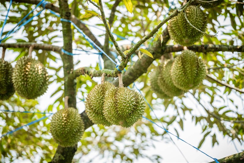 Bán buôn, bán sỉ Sầu Riêng các loại