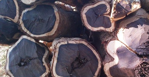 Đậu tương sạch