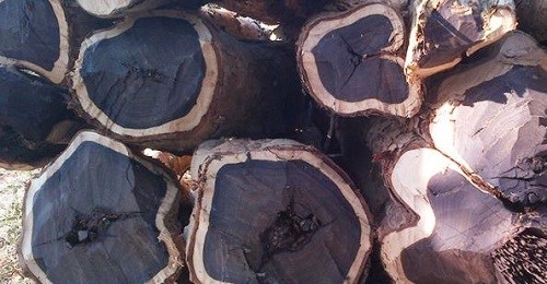 Gỗ Mun nhập khẩu Nam Phi