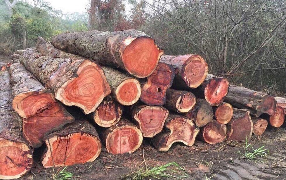 Gỗ Sồi nhập khẩu Nam Phi