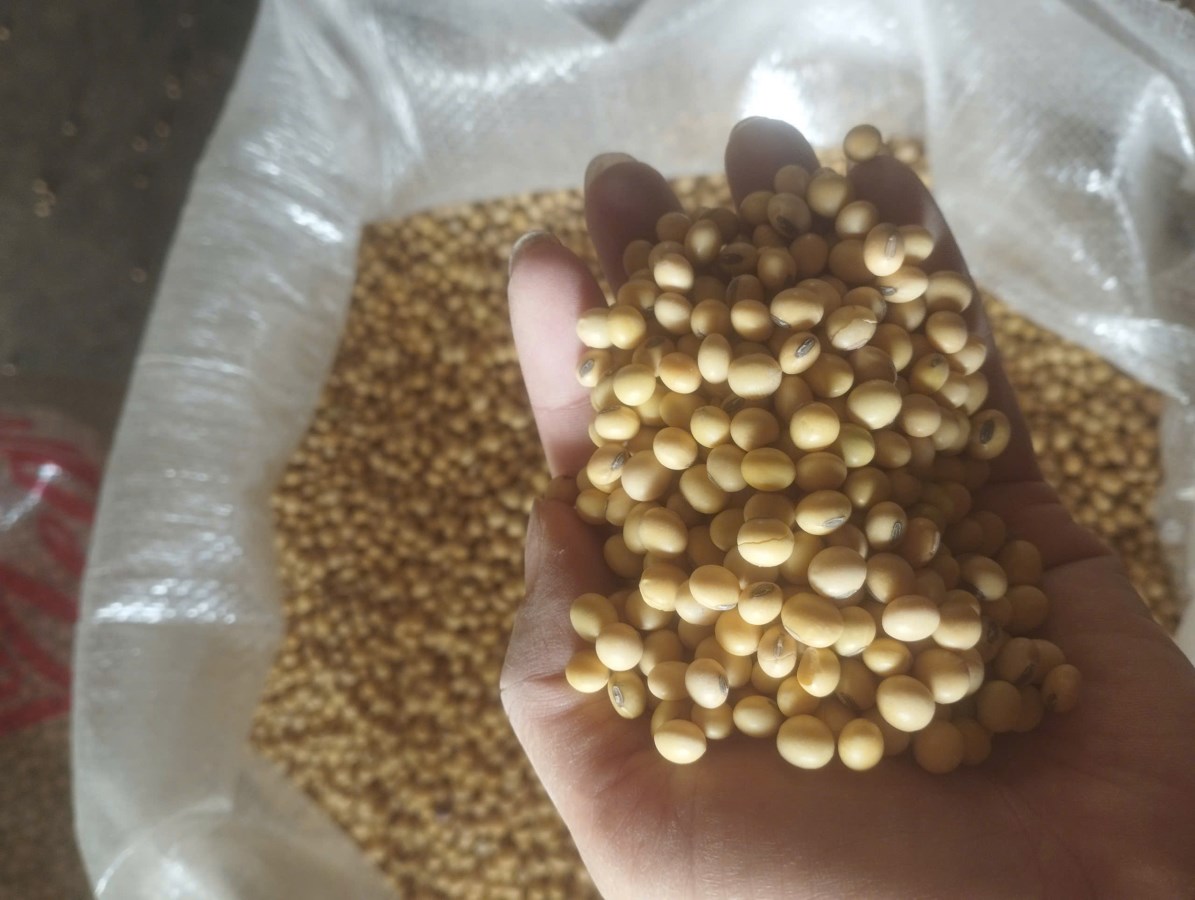 Bán buôn-bán sỉ đậu tương nhập khẩu Mỹ